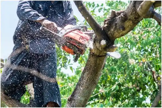 tree services Bristow
